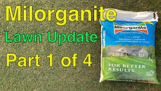 MILORGANITE BEFORE and AFTER Lawn Care Update  Part 1 of 4 [upl. by Gazzo582]