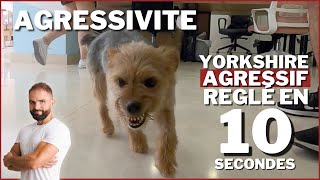 Yorkshire AGRESSIF réglé en 10 sec [upl. by Sutsugua845]