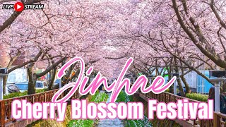 Koreas Largest Cherry Blossom Festival LIVE from Jinhae [upl. by Itoc]