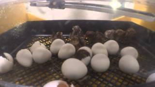 Bobwhite Quail Hatching Cam [upl. by Goodard766]