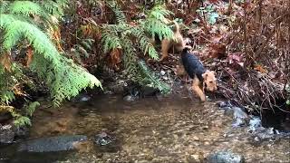 Darwyn Welsh Terriers love exploring the stream [upl. by Ecinev]