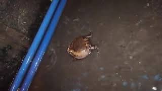 Ever wondered what two frogs fighting looks like 🐸PLEASE SUBSCRIBE [upl. by Pietrek79]