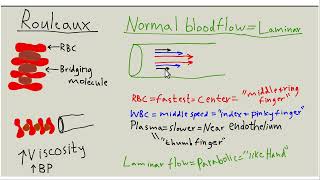 Endothelial glycocalyx amp blood flow part 2 [upl. by Georgeanne]