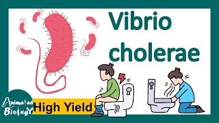 Vibrio cholerae  pathogenies  How does cholera toxin work  Diagnosis and treatment  USMLE [upl. by Amikahs]