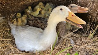 New 60Duckling Hatching Eggs With Two Duck Mum  Pekin Duck Hatching From Eggs [upl. by Enilekcaj793]