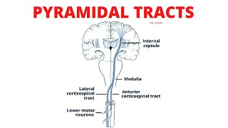 Pyramidal Tract  Lateral and Anterior Corticospinal Tracts [upl. by Pontus]