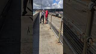 First Mackerel Catch and its a Triple off the Admiralty Pier [upl. by Serge]