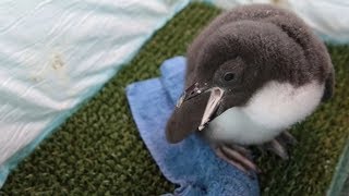 Rockhopper Penguin Chicks [upl. by Collar856]