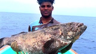 BIGGEST Goliath Grouper catch Ever continually  in Heavy Rain [upl. by Anez]