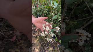 A Photinia dá flor [upl. by Barny]