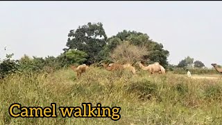 camel walking viralvideo videoshow Rajasthani untfunny [upl. by Mady]