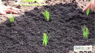 How To Grow Spring Onions  A Handy Step by Step Guide [upl. by Manny78]