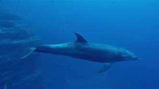 Scuba diving in Mexico Socorro Island San Benedicto Roca Partida [upl. by Hedvig]