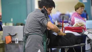 American Spaniel Club Flushing Spaniel Show [upl. by Selestina871]