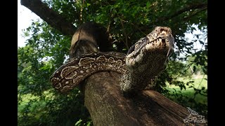 LAMPALAGUA BOA CONSTRICTOR OCCIDENTALIS EN PARAGUAY [upl. by Base]