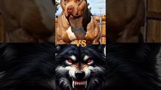 PITBULL 🆚 WOLF DOBERMAN TIBETAN MASTIFF CANE CORSO KOREAN MASTIFF ENGLISH MASTIFF HYNA shorts [upl. by Nnaarual439]