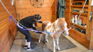 How to clean a minihorse [upl. by Fernald]