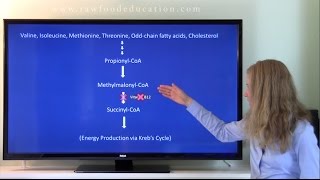 What is methylmalonic acid and how does it relate to vitamin B12 [upl. by Hanahsuar]