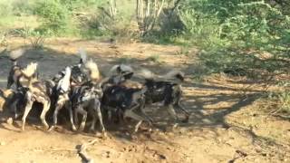 MADIKWE Wild dog kill  Makanyane Safari Lodge [upl. by Pacificas411]