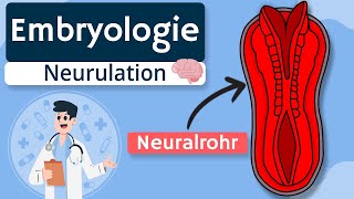 Embryologie  Neurulation einfach erklärt [upl. by Arabrab]