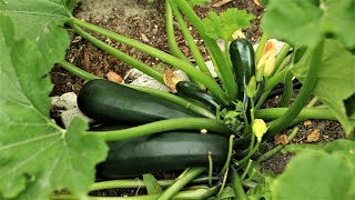 Zucchini the easiest vegetable to grow good option for beginners [upl. by Hilde697]