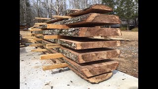 Felling and milling a sweet gum tree [upl. by Notneb874]