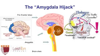 The Amygdala Hijack and How to Regulate it [upl. by Teyut291]