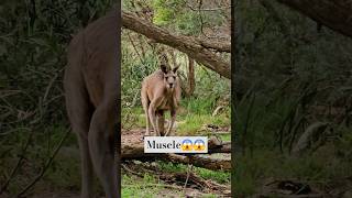 Have you ever seen a kangaroo with such a muscle kangaroo muscle funny viral reels animals [upl. by Aicekal303]