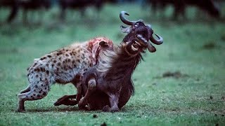 Top 5 Wildebeest Eaten Alive Moments of Hyenas [upl. by Neerol]