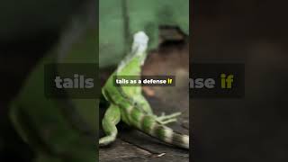 MindBlowing Iguana Facts You Never Knew 🦎🦎🦎iguana iguanapets animalfacts facts wildlife [upl. by Anwad975]