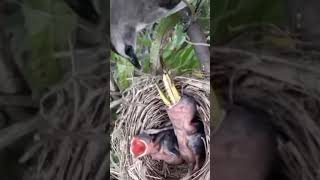 baby birds are fed large grasshoppers [upl. by Ydnih]