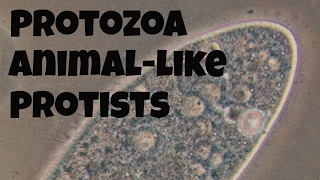 Protozoananimallike protists [upl. by Ronel]