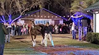 Bucchero  Pleasant Acres Stallion Show 2023 [upl. by Randall]