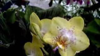 Phalaenopsis Orchid Care Made Easy [upl. by Shaya]