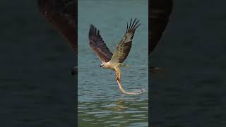 The osprey finally gave up WildbirdPhotography BirdRealShot WildAnimalZeroDistance shorts [upl. by Anitsenre]