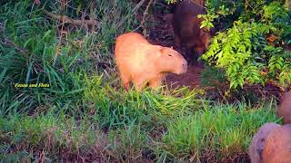 CAPYBARA HYDROCHOERUS HYDROCHAERIS WILDLIFE Animals from flooded areas PANTANAL [upl. by Icaj841]