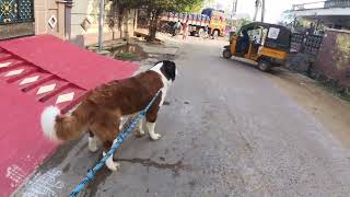 Gaint Saint Bernard walking  Bruno [upl. by Osnohpla29]