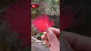 🪴calliandra genuine flower plants kaise lagaen  how to grow calliandra flower plants  shorts yt [upl. by Hanafee]