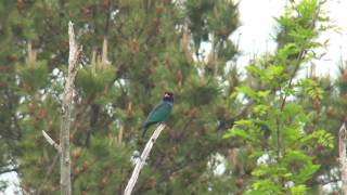 ブッポウソウ（1）鳴く（飛島）  Dollarbird  Broadbilled Roller  Wild Bird  野鳥 動画図鑑 [upl. by Coveney]