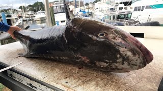 Filleting Giant Cobia  Live 🔴 [upl. by Barnaba]