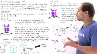 Major Histocompatibility Complex MHC Class I and II [upl. by Neemsaj350]