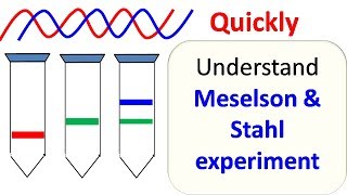 Meselson and Stahl experiment [upl. by Nylyrehc]