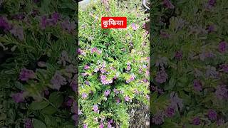 कुफिया kufiya cuphea flowers trendingshorts nature hangingplant [upl. by Leasi]