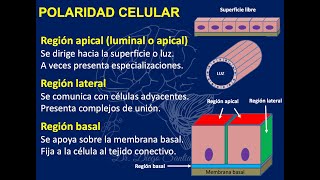 Repaso Histología 4 Organelos no membranosos y Epitelio [upl. by Fanchon325]