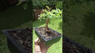 Palo santo bursera graveolens [upl. by Rodolph107]