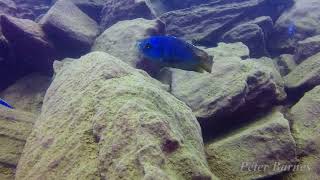 Placidochromis milomo at Nakantenga [upl. by Mikey]