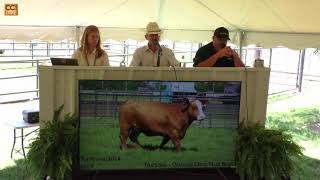 The Revival Sale Potts Cattle Co Wichita Falls TXJun01151255 [upl. by Hannavahs]