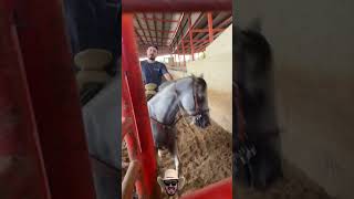 Práctica de coleadero 🐮🐴 charreria mexico tradicion viral [upl. by Yodlem]