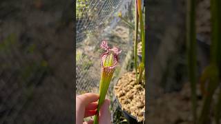 Sarracenia Leucophylla “Hurricane Creek White” X “Super Pink sarracenia plants nature carnivore [upl. by Puri]