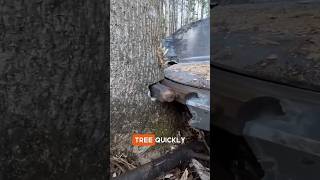 Fatest Tree Cutting Machine😳😲 youtubeshorts woodworking shortsfeed facts shorts viralshorts [upl. by Aihsemak]